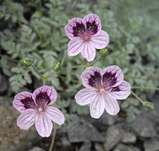 Erodium triflorum